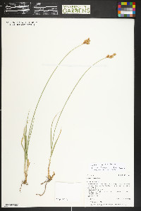 Carex tahoensis image