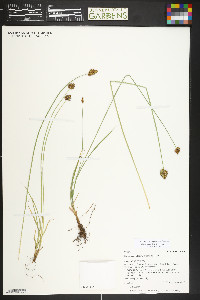 Carex pachystachya image