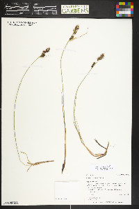 Carex buxbaumii image