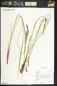 Carex aquatilis var. aquatilis image