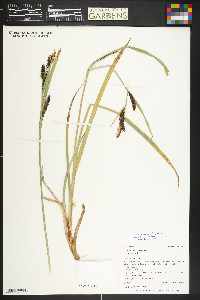 Carex aquatilis var. aquatilis image