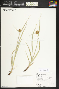 Bolboschoenus maritimus subsp. paludosus image