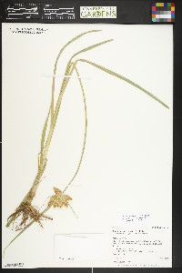 Bolboschoenus maritimus subsp. paludosus image
