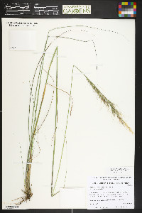 Nassella viridula image
