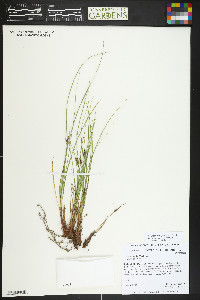 Carex geophila image