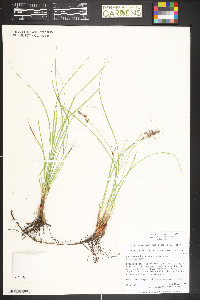 Carex inops subsp. heliophila image