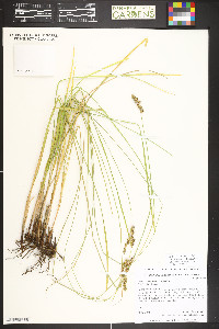 Carex occidentalis image