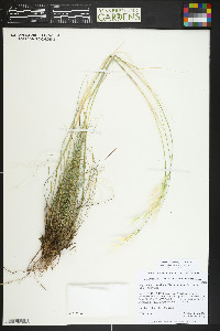 Hesperostipa neomexicana image
