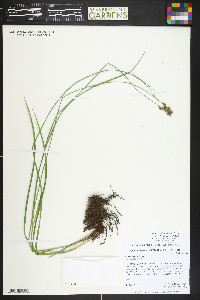 Carex occidentalis image