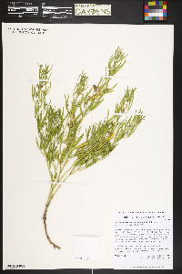 Ladeania lanceolata image