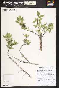 Prunus pumila var. besseyi image