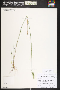 Agropyron cristatum image