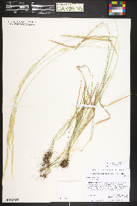 Agrostis exarata image