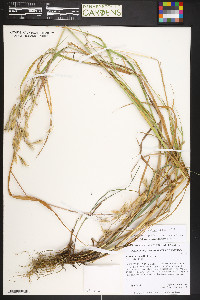 Bromus ciliatus var. richardsonii image