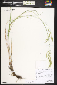 Bromus ciliatus var. richardsonii image