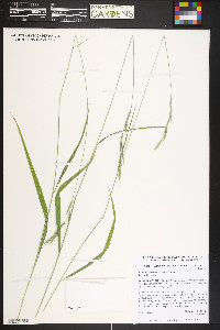 Bromus benekenii image