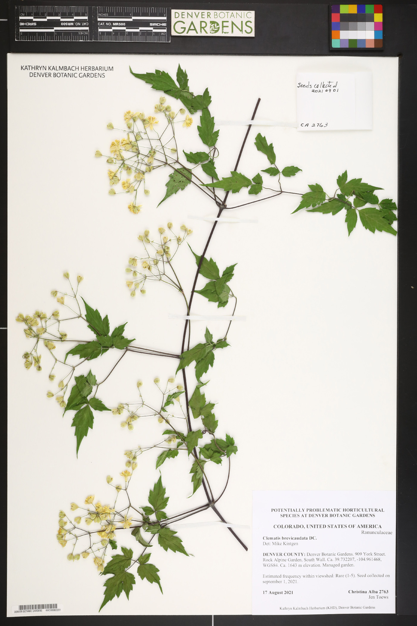 Clematis brevicaudata image