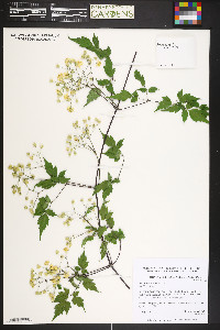 Clematis brevicaudata image