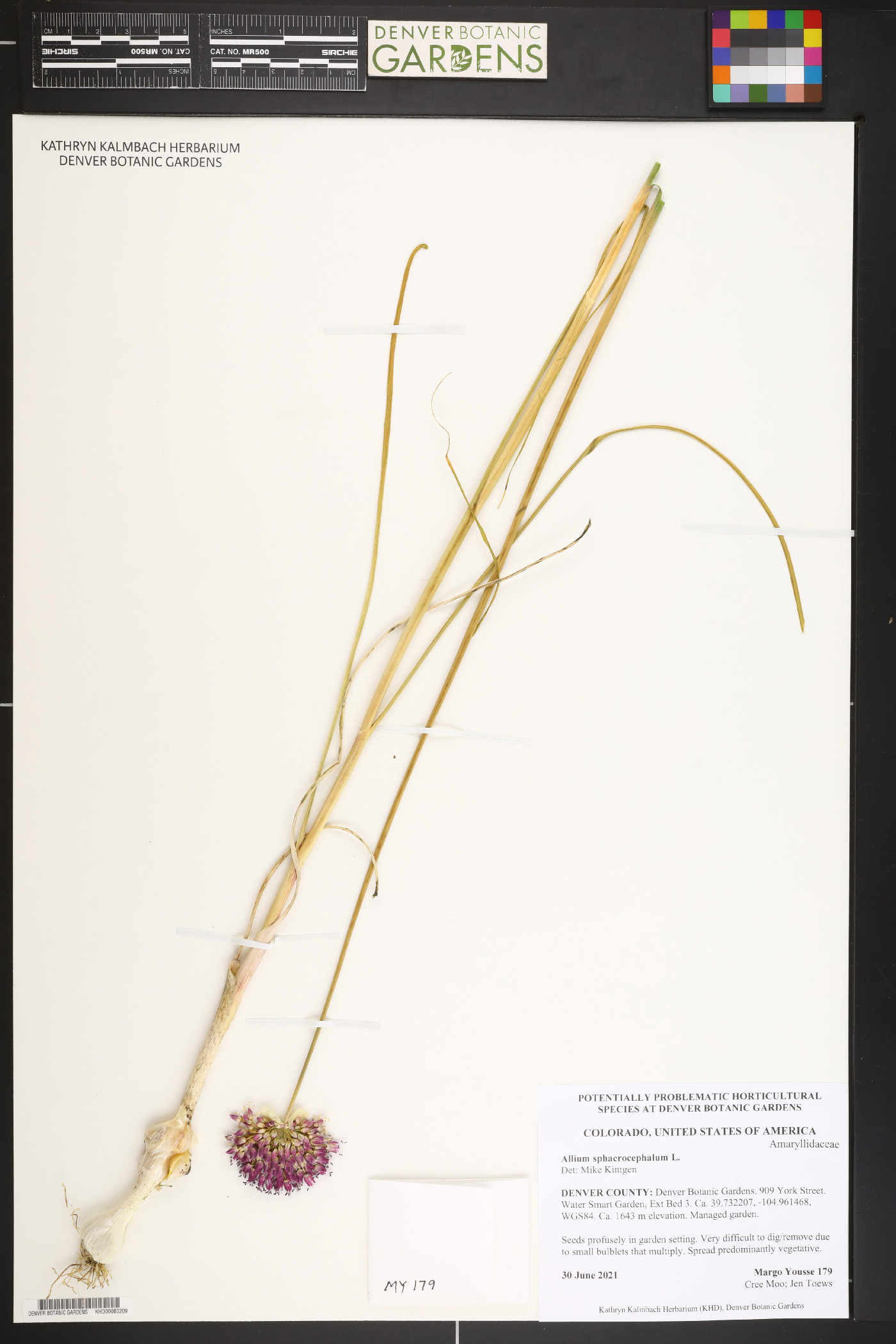 Allium sphaerocephalum image