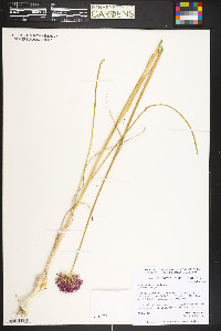 Allium sphaerocephalum image