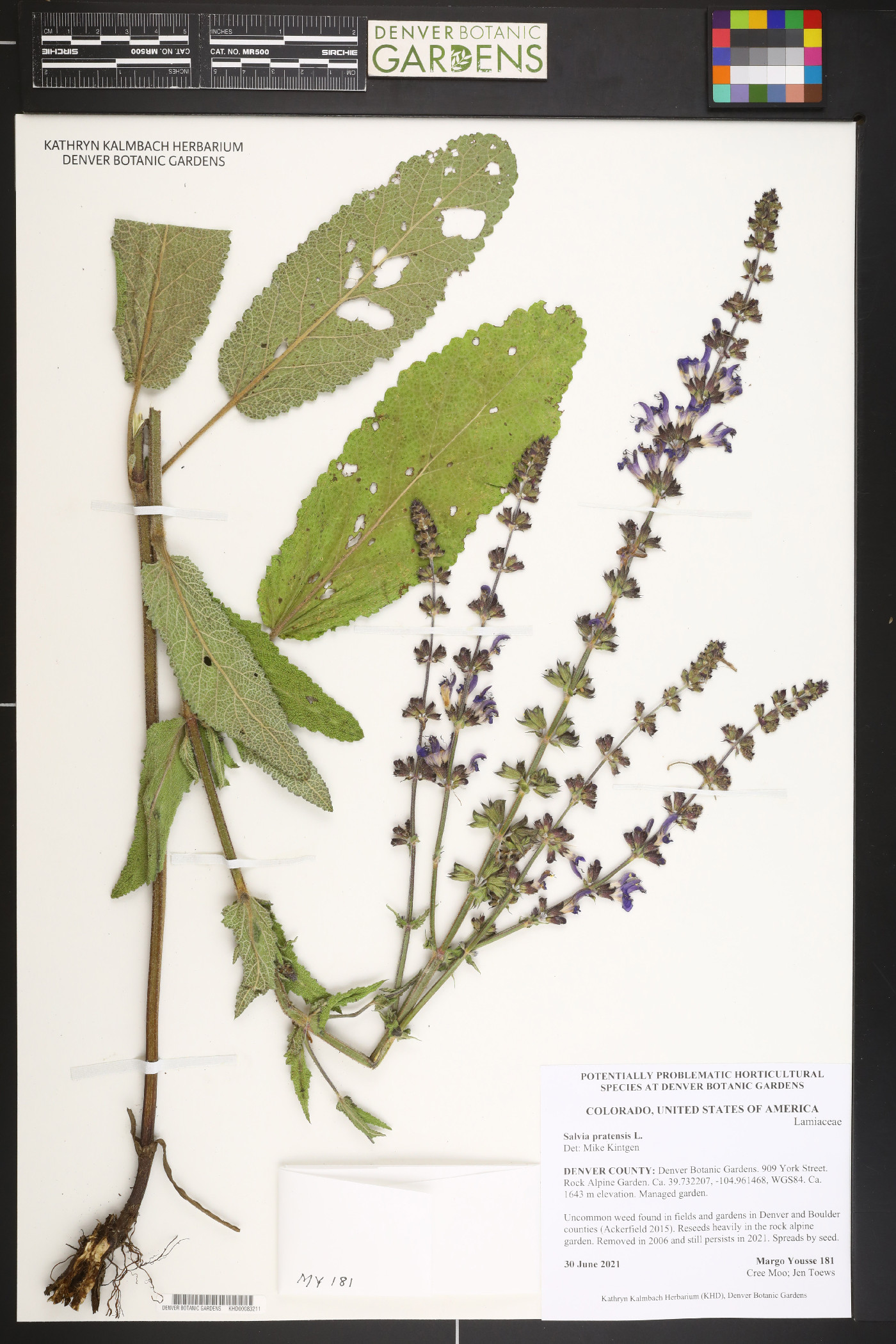 Salvia pratensis image