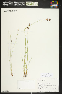 Juncus longistylis image