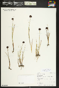 Juncus mertensianus image