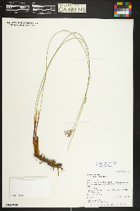 Juncus balticus subsp. balticus image