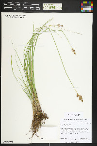 Carex tahoensis image