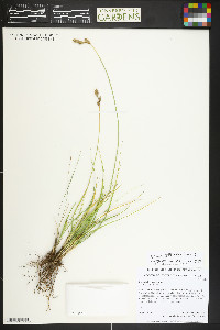 Carex petasata image