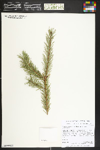 Pseudotsuga menziesii image