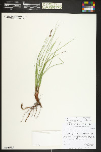 Carex inops subsp. heliophila image