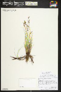 Carex inops image