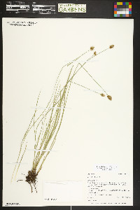Carex hoodii image