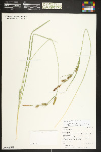 Carex nebrascensis image