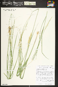 Calamovilfa longifolia image