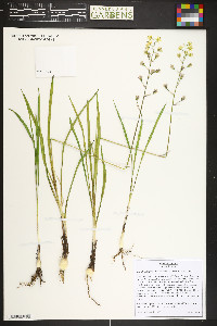 Anticlea elegans image
