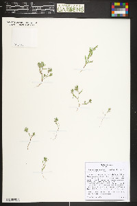 Polygonum polygaloides subsp. kelloggii image