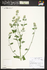 Nepeta cataria image
