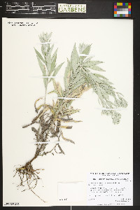 Artemisia ludoviciana subsp. ludoviciana image