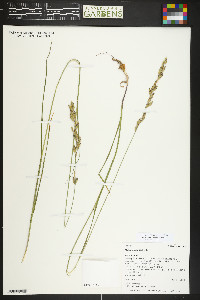 Melica spectabilis image