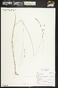 Melica spectabilis image