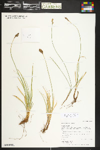 Carex stenoptila image