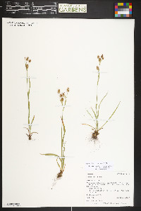Luzula comosa image