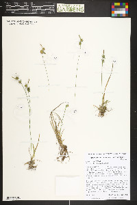 Carex cryptolepis image