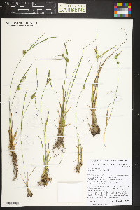Carex cryptolepis image