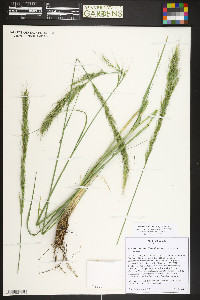 Eriocoma robusta image