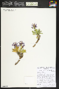 Parrya rydbergii image