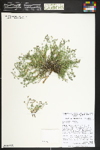 Sabulina nuttallii image