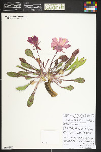 Oenothera cespitosa image